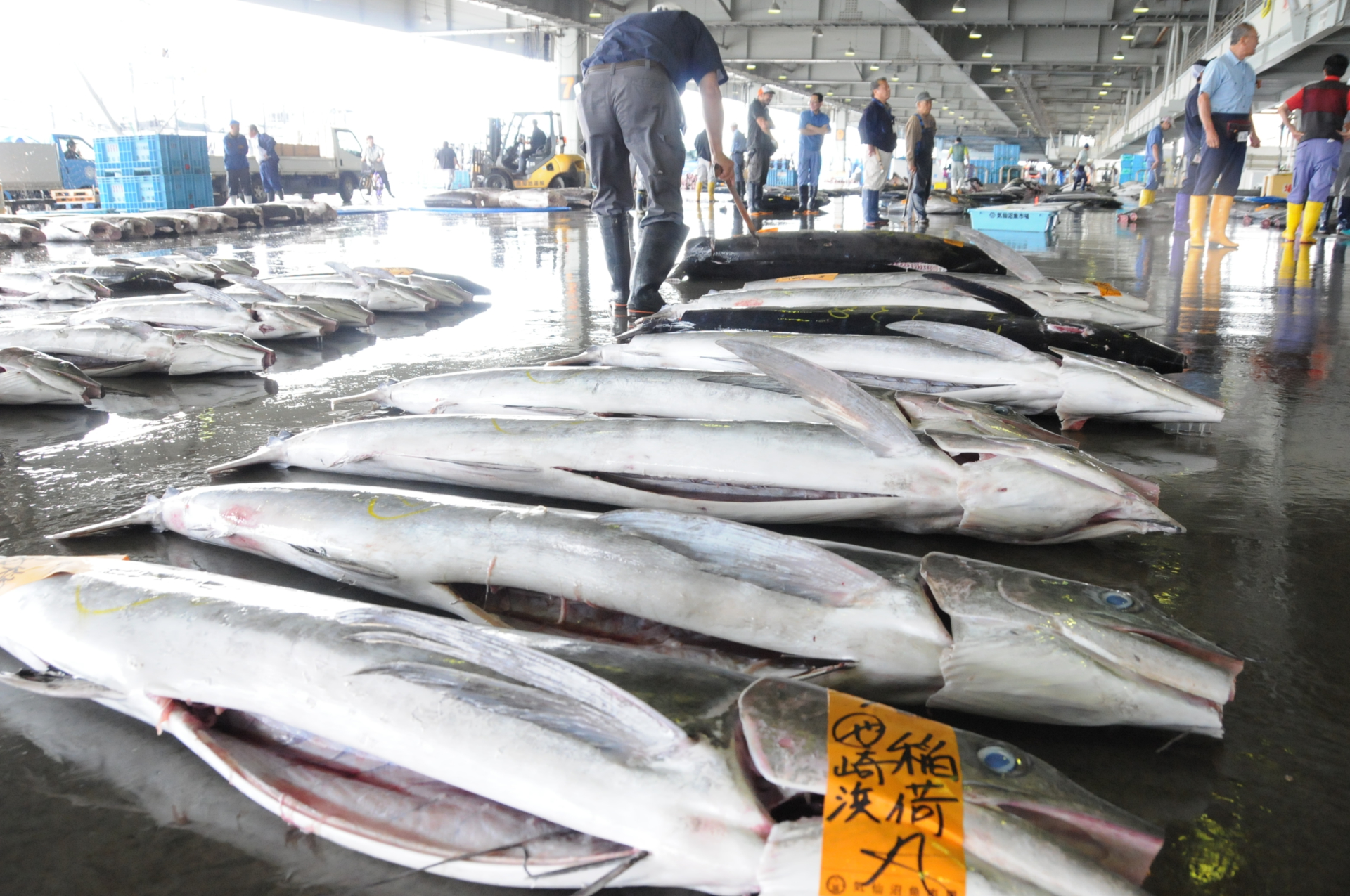 気仙沼魚市場２