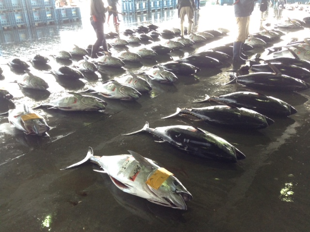 マグロ水揚げ