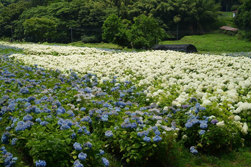 みちのくあじさい園